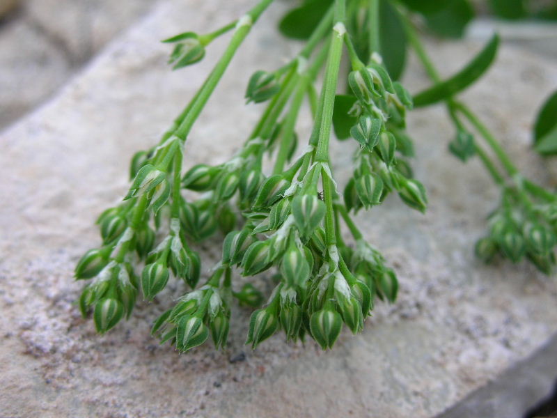 Polycarpon tetraphyllum / Migliarina a 4 foglie